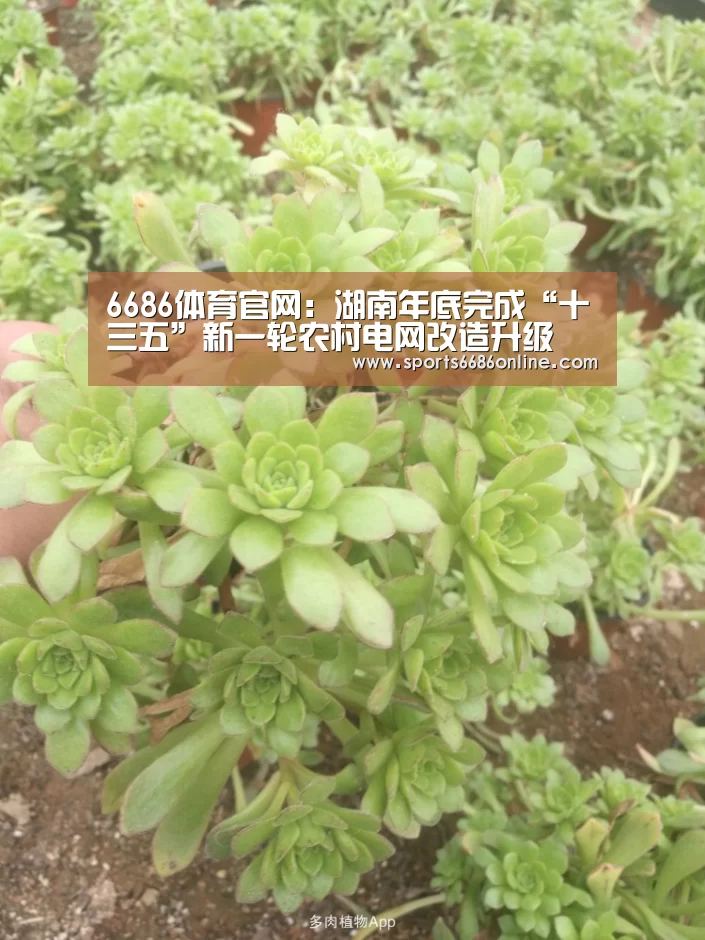 6686体育官网:湖南年底完成“十三五”新一轮农村电网改造升级(图4) 6686体育直播